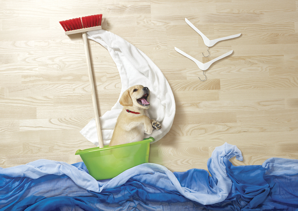 寵物攝影,商業(yè)攝影