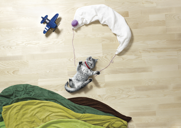 寵物攝影,貓狗攝影